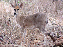 Common Duiker $600