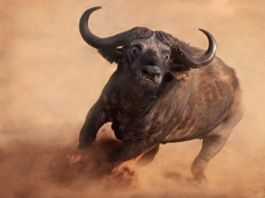 Cape Buffalo up to 42" $11000