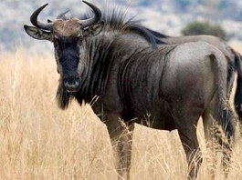 Blue Wildebeest Cow $650