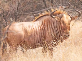 Wildebeest Golden $2200