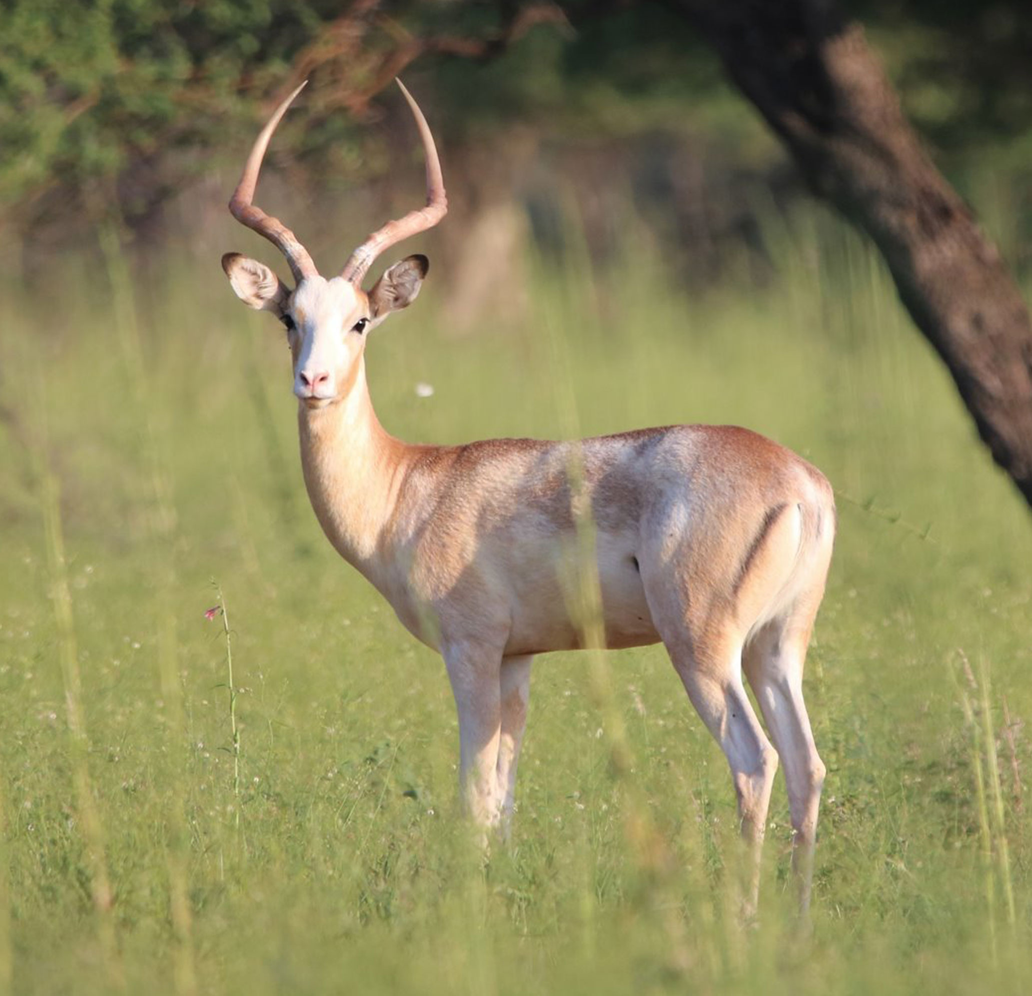 Impala White Flank POR
