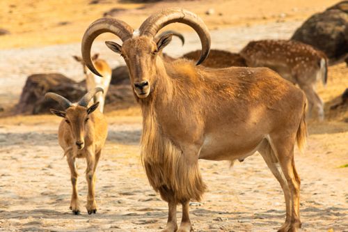 Barbary Sheep $3000