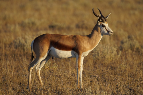Kalahari Springbuck $900