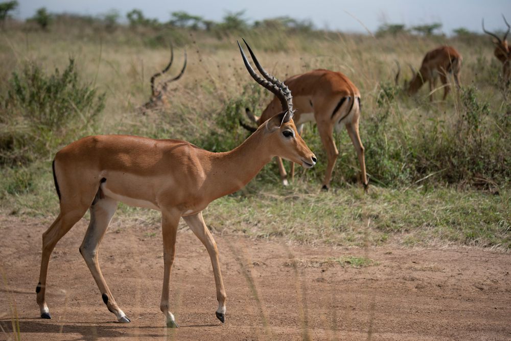 Free-State Impala $700